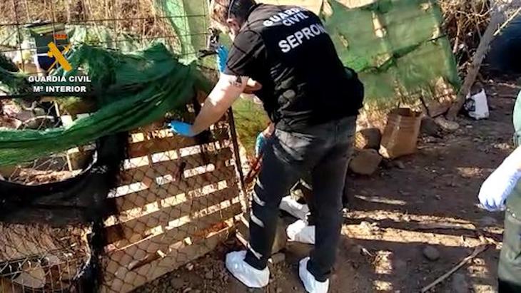 La Guardia Civil interviene casi 100 perros que estaban en un estado ‘deplorable’ en Agüimes (Gran Canaria)