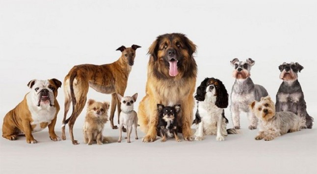 Encuentran el matiz del ADN que hizo del perro nuestro mejor amigo