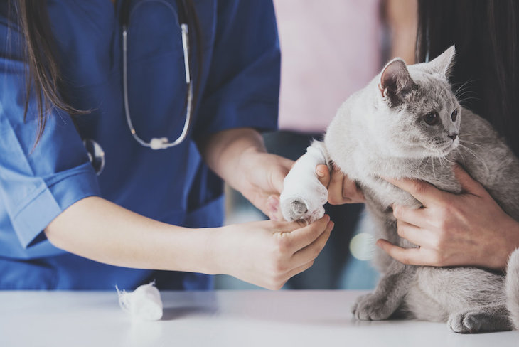 Exigen bajar el IVA al 10% para los servicios veterinarios