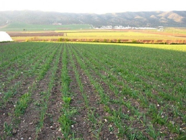Extremadura crece a paso firme en superficie destinada a agricultura ecológica