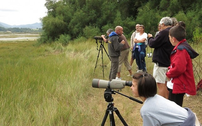El Urdaibai Bird Center retoma sus salidas para observar águilas pescadoras