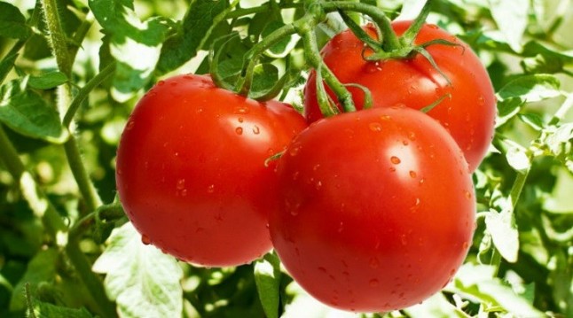 El tomate consigue mejor sabor y propiedades con menos agua de riego