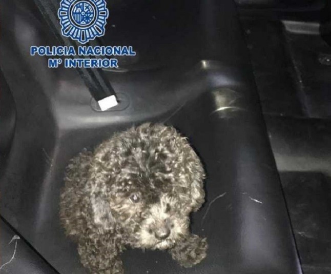 Agentes de la Policía Nacional rescatan a dos cachorros abandonados en un contenedor en Santa Cruz de Tenerife