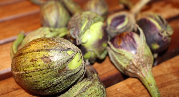 Berenjena de Almagro