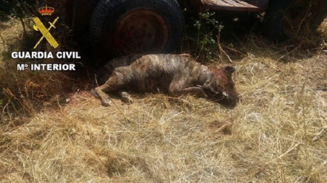 Liquidan a porrazos a un presa canario en Gáldar (Gran Canaria)
