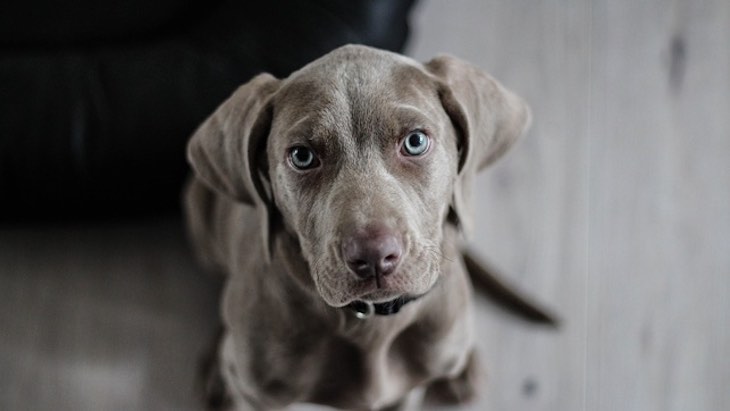 Centro de Protección de animales de Madrid vs coronavirus