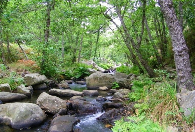 Andalucía crea en octubre nuevas actividades para conocer los parques naturales y fenómenos como la berrea