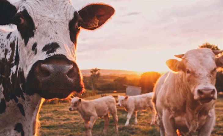 Día Mundial Sin Carne