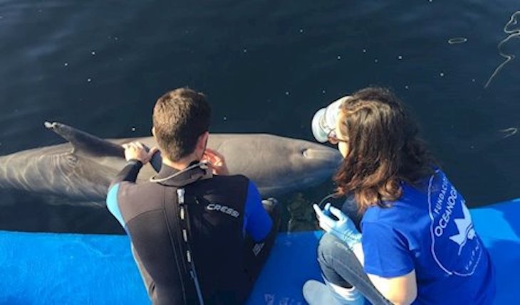 Tecnología verde pionera detecta enfermedades respiratorias en delfines de manera rápida