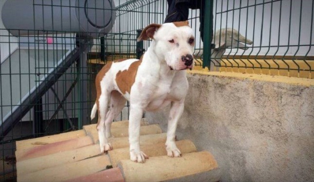 La protectora Son Reus registra un incremento de abandonos en octubre y cifra las adopciones en las más altas del año