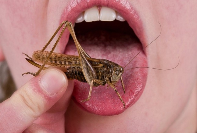 Comer insectos