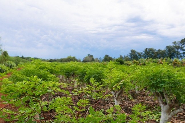 Las ventajas de la ‘moringa biodinámica’