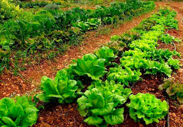 Asturias. COPAE durante el estado de alarma por el COVID-19