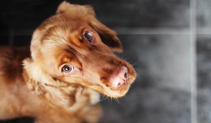 INTERcids y APDDA ‘alianza’ para mejorar la reforma del Código Civil en referencia a los animales