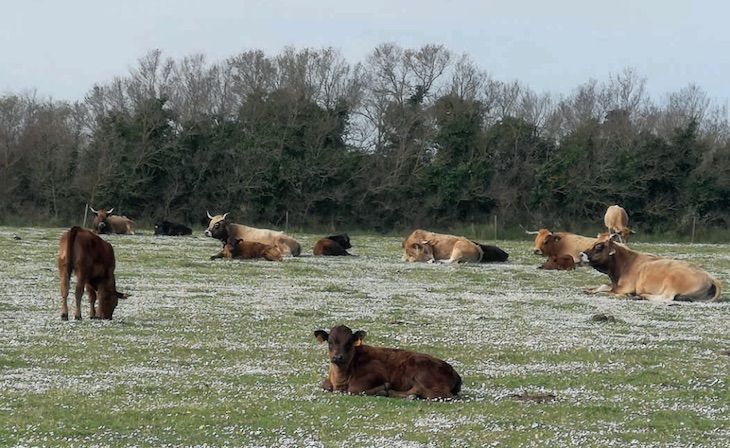 Ya puedes leer ‘gratis’ BioCultura Info en versión digital
