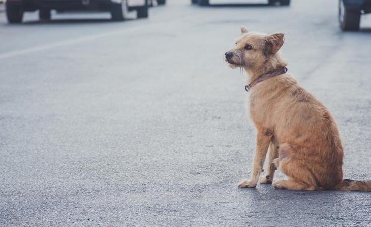 Barcelona se hará cargo de los animales abandonados durante el COVID-19