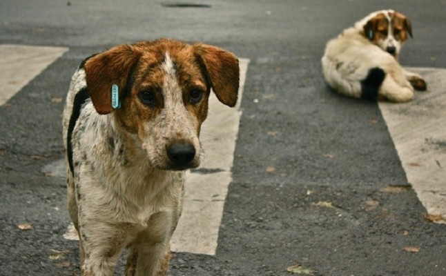 PP vasco pide que se prohíba por ley el sacrificio de animales abandonados