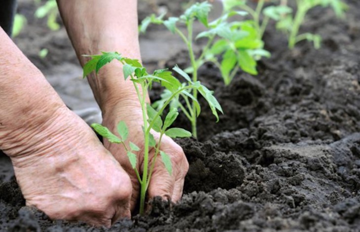 Inconcebible. Navarra no permite sembrar o plantar en los huertos de autoconsumo