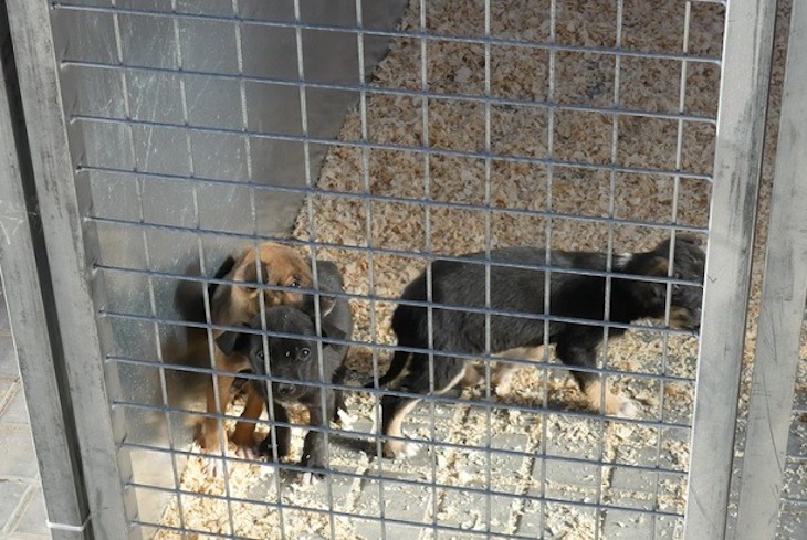 El Ayuntamiento de Teruel cede a la Sociedad Protectora de Animales de la capital el uso del albergue de perros y gatos