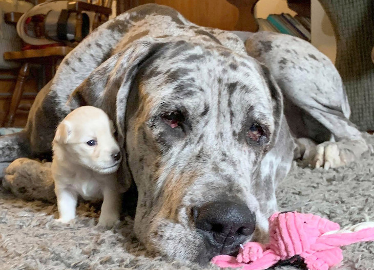 Un Chihuahua y un Gran Danés amigos de por vida