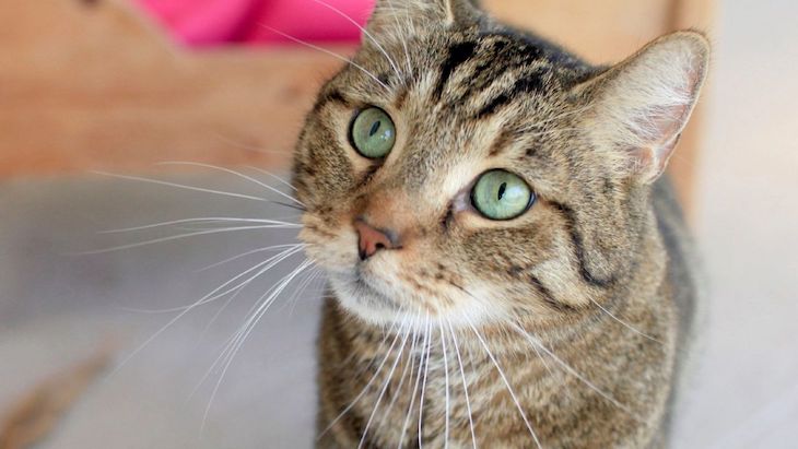 Un gato contagiado de coronavirus por su dueño en Bélgica