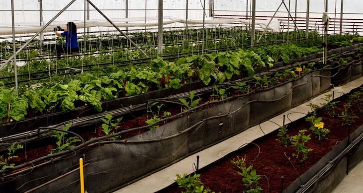 La Comunidad de Madrid ‘donará’ a los agricultores 451.000 plantones de variedades hortícolas