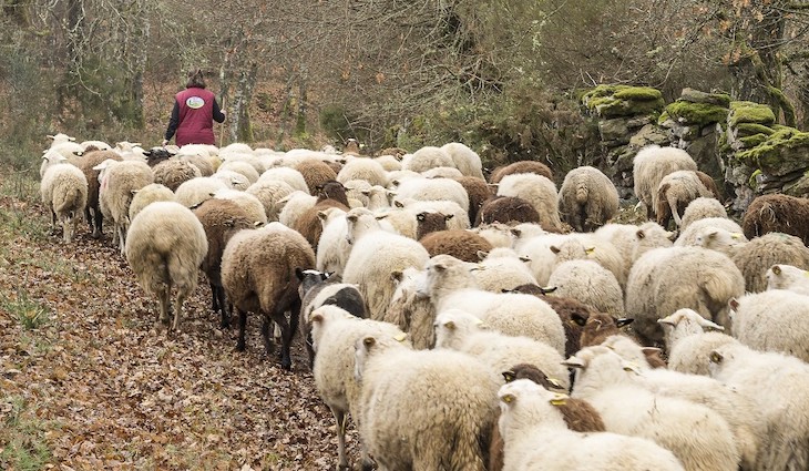 ‘Los Lunes Sin Carne’