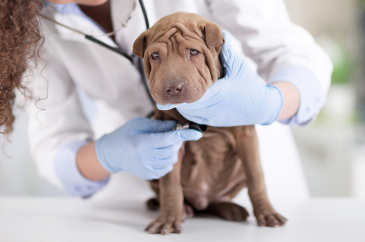 Red Española de Identificación de Animales de Compañía (REIAC)