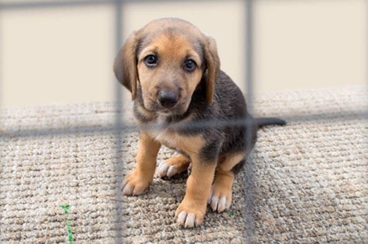 Comienzan los abandonos de animales adquiridos como regalo de Navidad en Valladolid
