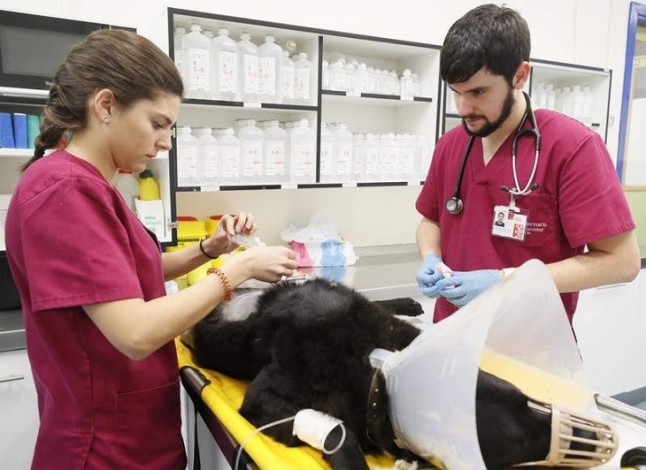 Por fin ve la luz la Federación Estatal de Sindicatos Veterinarios
