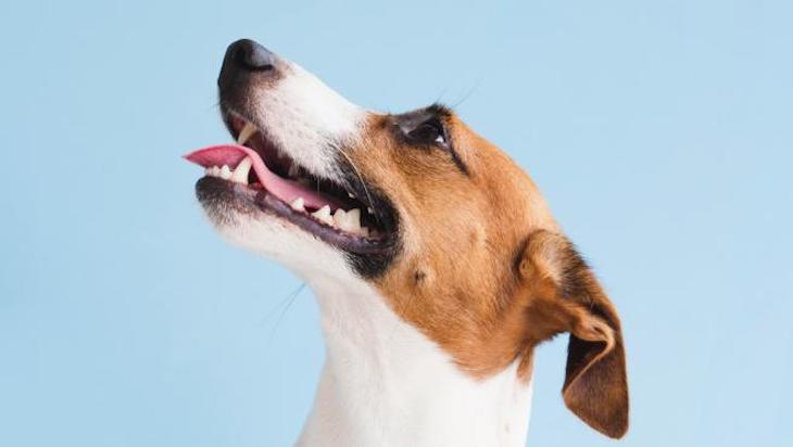 El núcleo veleño de Torre del Mar ofrecerá clases online para mejorar el bienestar de los perros en el confinamiento