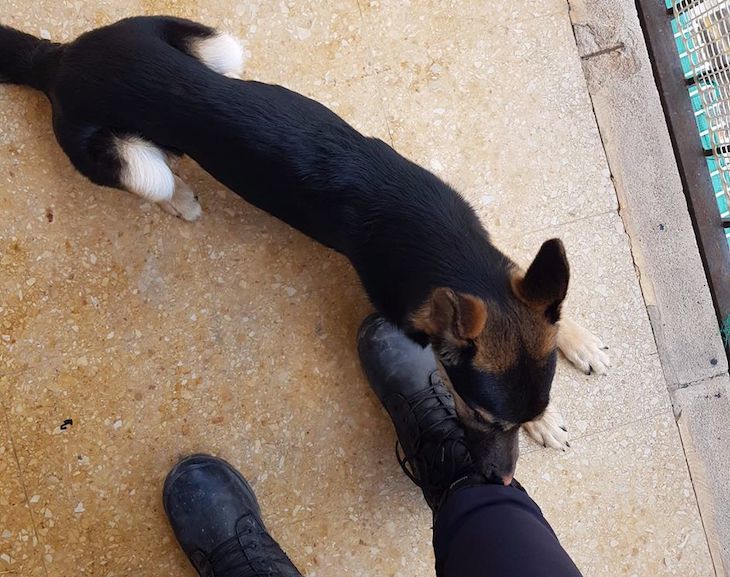 Localizan un perro ‘en los huesos’ en el balcón de una vivienda de Valencia