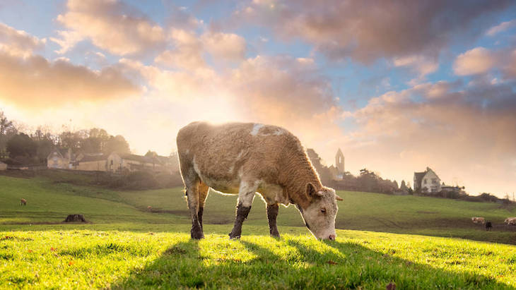 Sociedad Hispana de Certificación S.A. Procedimiento simplificado para autorizaciones excepcionales de ganadería ecológica en Andalucía