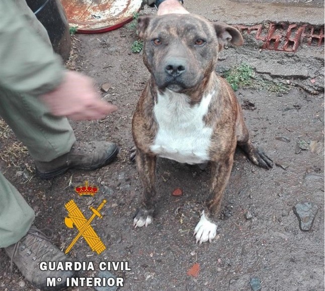 Veterinarios de Salamanca bajo sospecha por falsedad de documentos de perros peligrosos