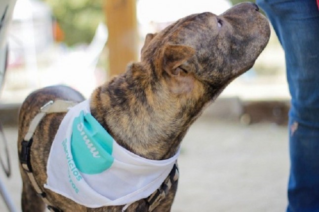 El registro de animales de compañía de Andalucía cuenta con más de 250.000 mascotas de la provincia