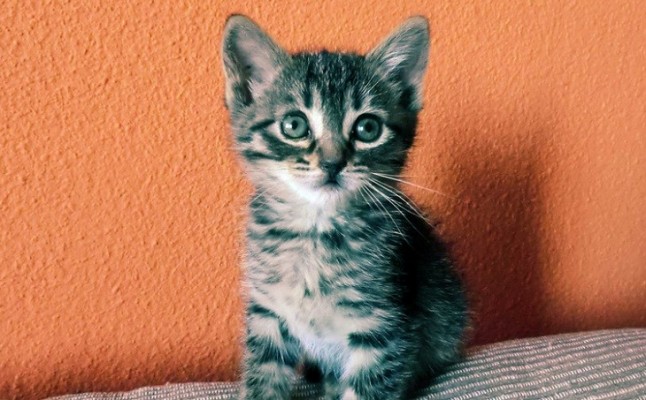 Subvenciones para entidades protectoras de animales de Catalunya