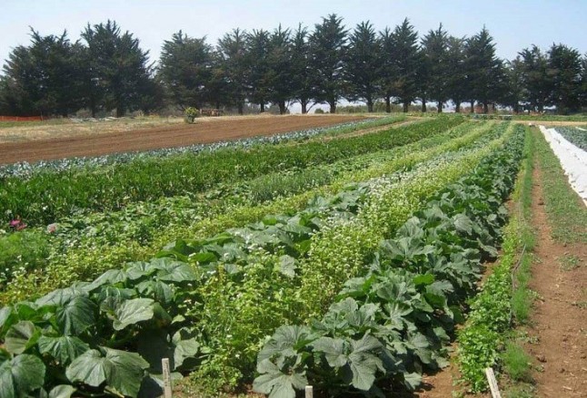 Navarra quiere alcanzar un 15% de la superficie cultivada en ecológico para 2020
