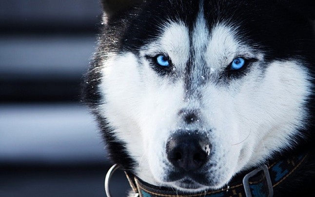 Por qué los huskies tienen los ojos azules