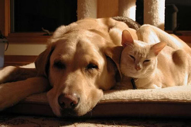 El perrito que cuida de gatos de acogida