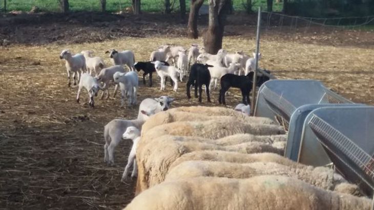 Los corderos criados en las fincas públicas del Ibanat se adhieren a la marca Me ecològic de Mallorca