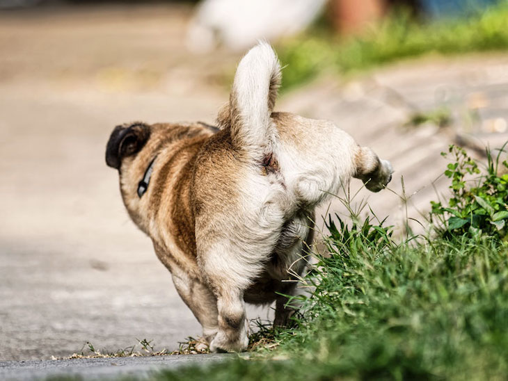 Sevilla multará y obligara a mitigar los orines en la calle de los animales de compañía