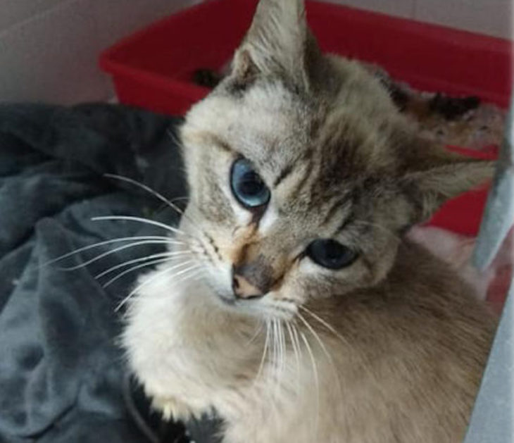 Salvaje maltrato a un gatito en Cádiz