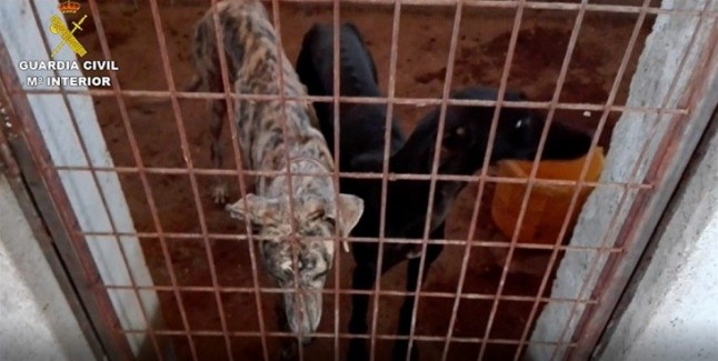 Liberan docenas de galgos en pésimas condiciones de una perrera ilegal de Villamanta