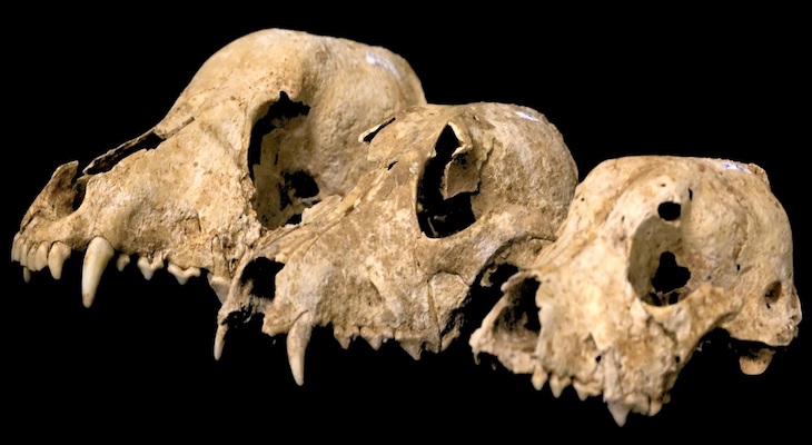 Qué comían los perros hace 3.500 años