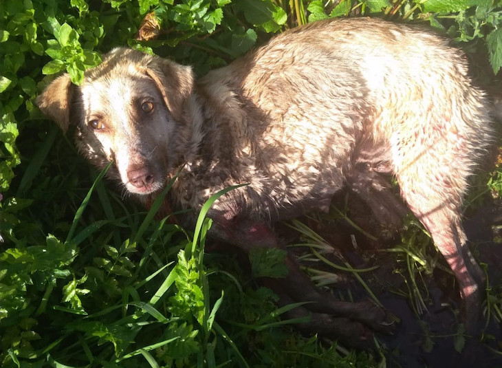 El proceso judicial contra el cazador que mató a la perra Alma sigue adelante