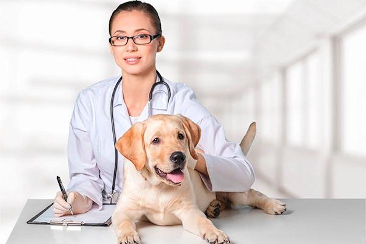 Galicia junto a los veterinarios elaboran un protocolo de limpieza para animales de compañía ante el COVID-19