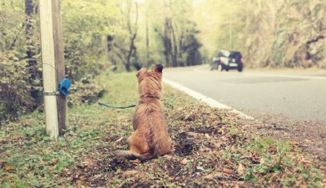 Aumenta un 30% la adopción mascotas en la Comunidad de Madrid en los nueve primeros meses de 2018