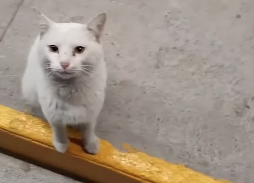 Animales de compañía guiando a las personas al súper e indicando su comida preferida