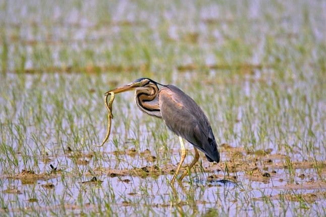 Delta Birding Festival