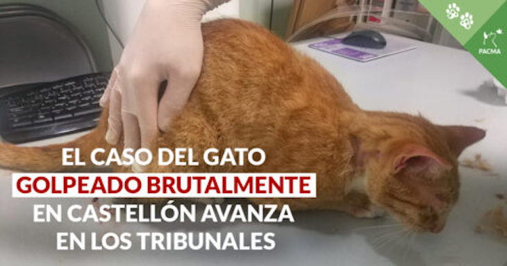 El delito del gato brutalmente agredido en Castellón avanza en los tribunales